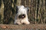 SKYE TERRIER 011
